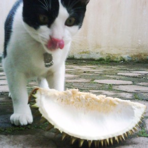 Si Cemong, Kucing Medan yang Doyan Durian