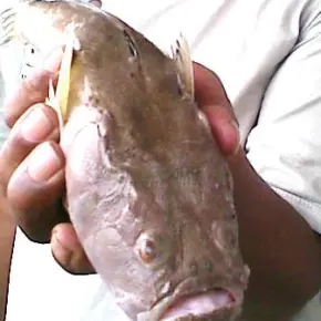 Ada Ikan Mirip Sutan Bhatoegana
